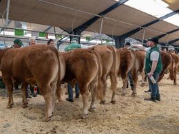 Sidste klargøring af auktionsdyrene