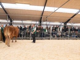 Mere publikum og en meget rolig ko som ”støttepædagog”