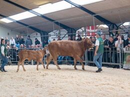 Første dyr i ringen var Karensminde Nanna med kalv – sættet solgt for kr. 31.000,-