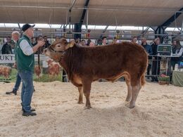 Risvang Silas P – solgt for kr. 36.000,-