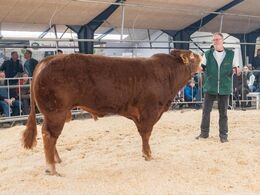 Næsøre Poll Ralph – solgt for kr. 44.000,-