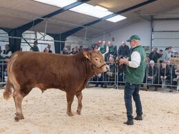 Nordbygård Samson PP – solgt for kr. 22.000,-