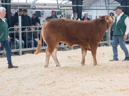 Baunebo Starwalker P – solgt for kr. 27.000,-