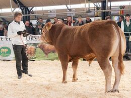 Humlegaard Sammy P – solgt for kr. 41.000,-