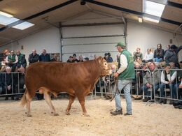 Klegganggaard Sean PP – solgt for kr. 25.000,-