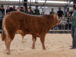 Lindegaarden Sprite – var den såkaldte Joker – som blev solgt for kr. 29.000,-