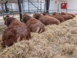 Udsnit af trætte auktionsdyr, der hviler ud i halmen efter auktionen