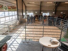 Dansk Limousine Forenings avlsdyrauktion blev for første gang afholdt på Bygholm Landbrugsskole, hvor en værkstedsbygning var ryddet i dagens anledning - det fungerede perfekt for både dyr og publikuk