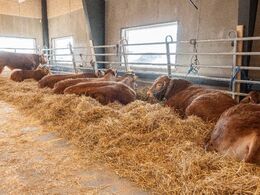 Udsnit af hvilende tyre