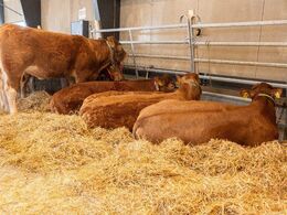 Hundyrene stod samlet