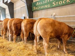 Når det ellers passede hundyrene kunne de også besigtiges stående