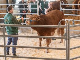 Først blev tyrene fremvist og solgt. Første tyr i ringen var katalog nr. 12 - Karensminde Uffe PP - som blev solgt for 30.000,-