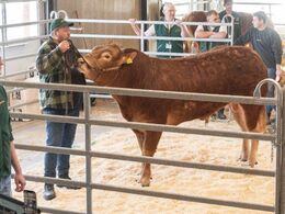 Anden tyr i ringen var katalog nr. 2 - Loserupgård Umo PP - som blev solgt for kr. 25.000,-