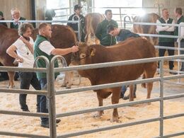 Tredje tyr i ringen var katalog nr. 8 - Humlegården Vela P - som blev solgt for kr. 30.000,-