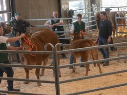 Efter tyrene fulgte hundyrene. Første hundyr i ringen var katalog nr. 7 - koen Næsøre Poll Sille PP med polled kviekalv ved siden. Det var ikke helt ligetil at præsentere de to dyr i den lille ring