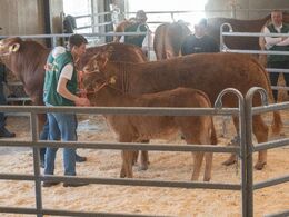 Endnu et billede af koen Næsøre Poll Sille PP med halv - sættet blev med kr. 41.000,- auktionens dyreste