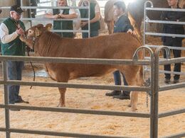 Andet hundyr i ringen var katalog nr. 3 - kvien Damgaard Vigga P - kvien blev solgt for 21.000,-