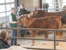 Tredje hundyr i ringen var katalog nr. 5 - kvien Engtoftegård Viol - kvien blev solgt for 30.000,-