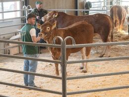 Fjerde hundyr i ringen var katalog nr. 6 - kvien Ørnebjerggård Uniq P - kvien blev solgt for kr. 30.000,-