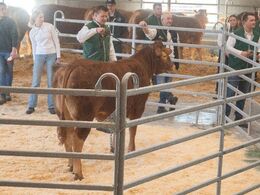 Femte og sidste hundyr i ringen var katalog nr. 4 - kvien Stenbjerg Uzella P - kvien blev solgt for kr. 32.000,-