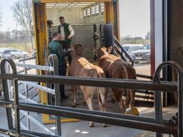 Auktionsdyrene blev solgt for ialt kr. 352.000,- Kort tid efter sidste hammerslag blev de første dyr læsset, så de kunne komme hjem til deres nye ejere