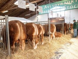 Dansk Limousine Forenings avlsdyraktion blev for anden gang afholdt i de bygninger, der tidligere husede Brørup Markeds husdyrauktion - perfekte rammer for både folk og fæ