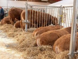 Auktionsdyrene tager det stille og roligt i timerne op til selve auktionen