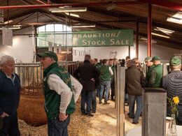 De besøgende i snak med auktionens frivillige, dyrenes avlere og hinanden før auktionen