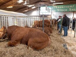 Den ældste og største af tyrene stod/lå på fløjen. Bemærk både frontgitter og gitteradskillelse for hver sektion af dyr