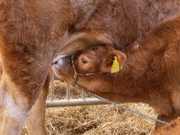 Den enlige pattekalv blandt auktionsdyrene sørgede selv for sin forplejning