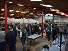 Snak på kryds og tværs blandt de tilstedeværende, mens også de forskellige auktionsdyr blev vurderet og sammenlignet