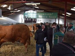 Snakken gik lystigt bag auktionsdyrene