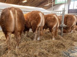 Auktionsdyrene tog sig absolut ud fra deres allerbedste side