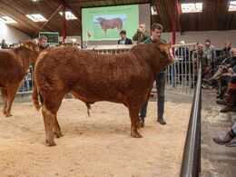 Først blev tyrene fremvist og solgt. Første tyr i ringen var katalog nr 9. Stenbjerg Uno pp - som blev solgt for kr. 39.000,-