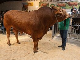 Anden tyr i ringen var katalog nr 10. Løserupgård Pondus pp
