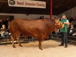 Løserupgård Pondus pp blev solgt for kr. 33.000,-