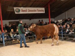 Tredje tyr i ringen var katalog nr. 11 - Risvang Tarzan p - som blev solgt for kr. 25.000,-