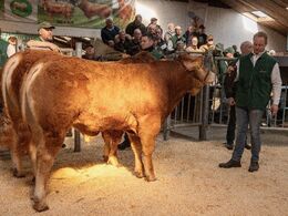 Fjerde tyr i ringen var katalog nr Skovlund Ulala p, som blev solgt for kr. 20.000