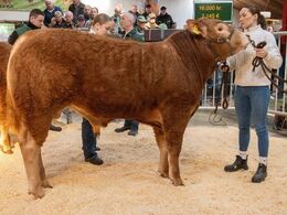 Femte dyr i ringen var katalog nr 7 - Bøgely Ulrik pp, som blev solgt for kr. 25.000