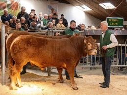 Sjette tyr i ringen var katalog nr 6 - Svendshøj Uffe pp, som blev solgt for kr. 20.000