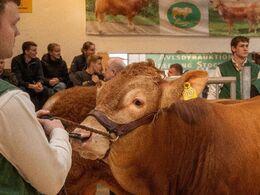 Dyvende tyr i ringen var katalog nr 12 - Krogens Utello