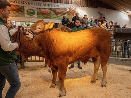 Krogens Utello opnåede i første omgang ikke hammerslag, men blev efterfølgende solgt for kr. 15.000