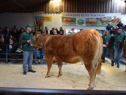 Efter tyrene fulgte hundyrene. Første dyr i ringen var katalog nr 3 - Kvien Ørnebjerggård Smiley, som blev solgt for kr. 32.000,-