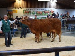 Andet hundyr i ringen var katalog nr 1 - Koen Lindegården Roset. Koen blev med kr. 53.000,- auktionens dyreste