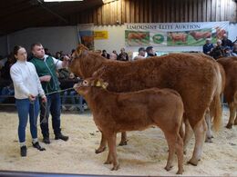 Tredje hundyr i ringen var katalog nr. 4 - koen Lisentorp Rie med kalv ved siden. Sættet blev solgt for kr. 34.000,-