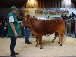 Fjerde hundyr i ringen var katalog nr 2. Kvien Løserupgård Rapella p - Kvien blev solgt for kr. 22.000,-