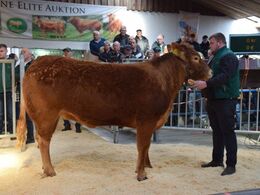 Femte og sidste hundyr i ringen var katalog nr 5. Kvien Nordbygårdens Theodosia pp - Kvien blev solgt for kr. 22.000,-. Her glippede fotogaferingen af dyret. Derfor vises billedet fra auktionskataloget. OBS