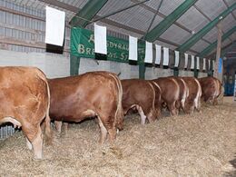 En stor driftsbygning var ryddet for at gøre plads til de 13 limousiner