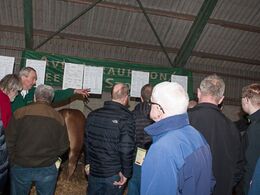 Snakken gik livligt bag de 13 limousiner