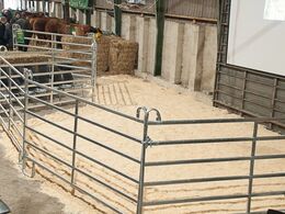 Auktionsringen var lige akkurat stor nok til præsentation af dyrene – gitteret blev i øvrigt også solgt på auktionen